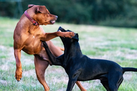 Comment calmer un chien agressif ?