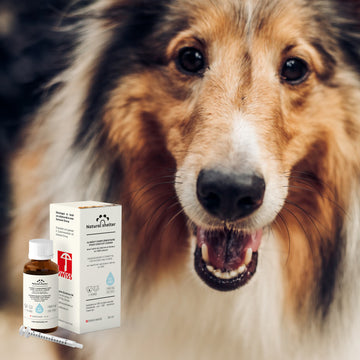 CBD Sublingual Oil 6% for dogs (+ 15kg)