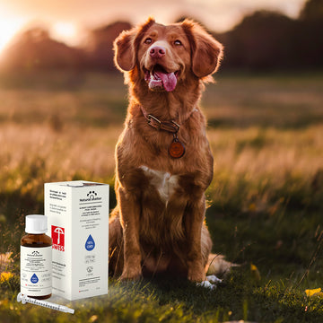Sublingual CBD oil 18% for dogs (+25kg)